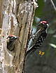 Lesser Spotted Woodpecker	Dendrocopos minor		Малък пъстър кълвач