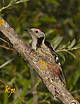 Middle Spotted Woodpecker	Dendrocopos medius		Среден пъстър кълвач