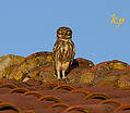 Little Owl			Athene noctua			Домашна кукумявка