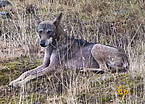Wolf				Canis lupus			Вълк