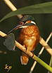 Kingfisher			Alcedinidae			Земеродно рибарче