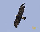 Golden Eagle			Aquila chrysaetos		Скален орел